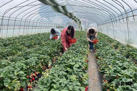 鲜果恋歌STRAWBERRY绽放莓好时刻