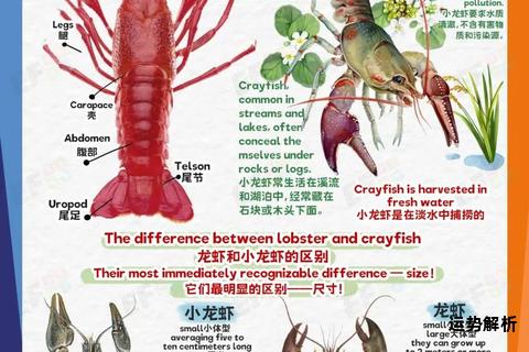 龙虾英语词汇全解析与趣味学习指南