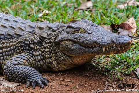 鳄鱼Crocodile的生态密码与演化传奇