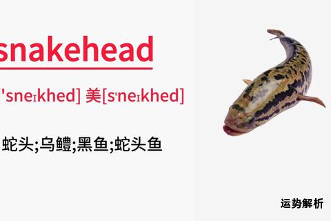 鱼的英语发音怎么读？揭秘正确念法轻松学