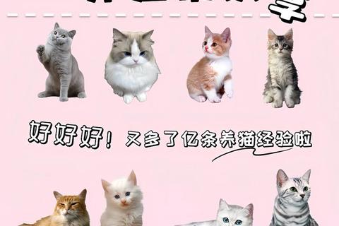 最新萌猫资源下载合集推荐一键获取可爱猫咪必备指南 最新萌猫资源下载合集推荐一键获取可爱猫咪必备指南