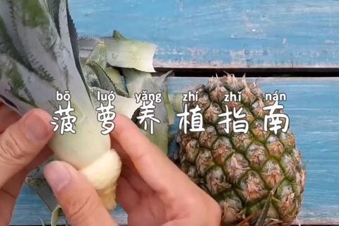 菠萝社官网资源下载指南与最新内容获取攻略 菠萝社官网资源下载指南与最新内容获取攻略