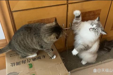 野猫激战家猫赛场对决引爆观众热情
